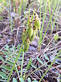 Astragalus alpinus fruits 1 AB.jpg