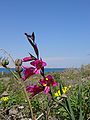 Gladiolus illyricus2.jpg
