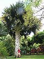 Talipot, Corypha umbraculifera, palmier géant.JPG