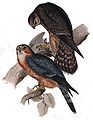 Falco columbarius.jpg