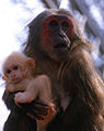 Macaca arctoides mère et bébé.jpg