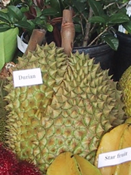 ARS Durian.jpg