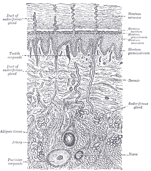 Vista diagramática de sección de la piel.