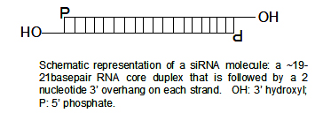 SiRNA structure2.jpg